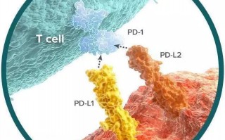 PD-1抗体抗癌奇迹的背后，是免疫治疗的百年血泪史