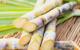 清明蔗，毒过蛇