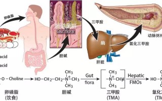 令人震惊的卵磷脂、肠道菌群和心血管疾病 