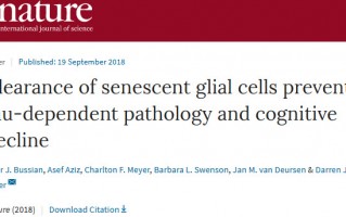 《自然》：科学家发现用抗衰老药物清除脑内的衰老细胞可以预防认知衰退