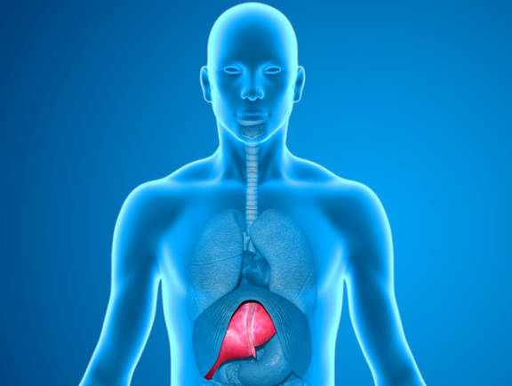 肝脏.jpg 肝脏.jpg