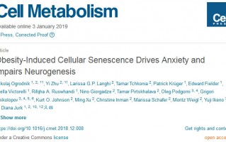 《细胞》子刊：科学家发现肥胖会诱导大脑细胞衰老，导致焦虑和神经形成受损，甚至可能导致认知障碍