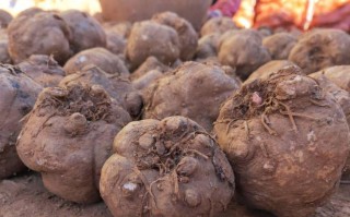 能撑死人却热量超低的食物“魔芋”