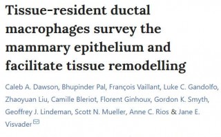 《自然》子刊：发现一类新的巨噬细胞，监视乳腺导管，帮助哺乳后乳腺恢复