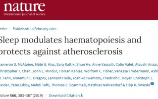 《自然》：哈佛科学家发现，碎片化睡眠导致白细胞增多，破坏血管内壁，诱发动脉粥样硬化