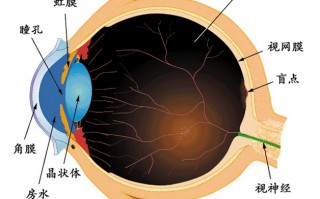 视网膜能“泄露”更多健康信息，甚至包括死亡风险