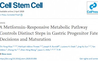 《细胞》子刊：二甲双胍促进胃干细胞转化为分泌胃酸的细胞来护胃