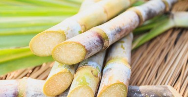 清明蔗，毒过蛇