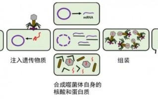 噬菌体疗法或许能够成为许多耐药菌感染患者的“救命稻草”