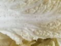 长了黑点的白菜还能不能吃？