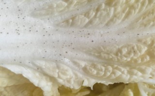 长了黑点的白菜还能不能吃？