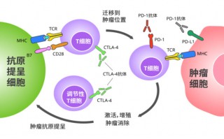 免疫治疗革命，癌细胞手中抢过手刹CTLA-4