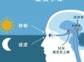 吃褪黑素补剂有副作用吗？