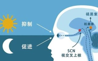 吃褪黑素补剂有副作用吗？