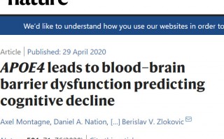科学家首次发现APOE4引起的血脑屏障破损的机制