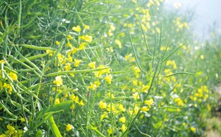 “国民炒菜油”菜籽油，健康实惠！