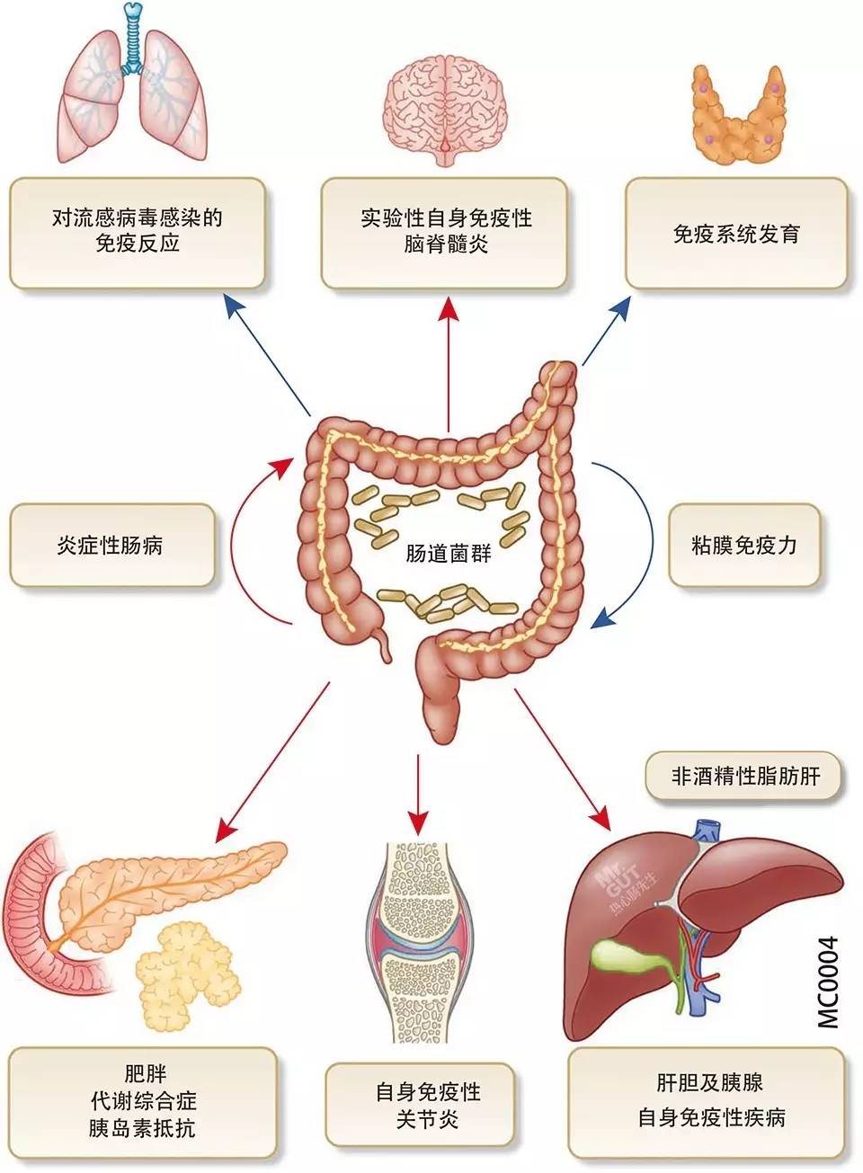 膳食纤维鸿沟的不良后果.jpg