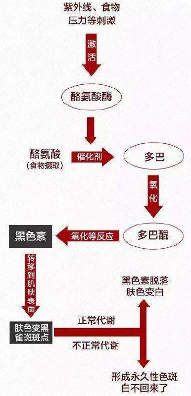 黑色素产生示意图.jpg/