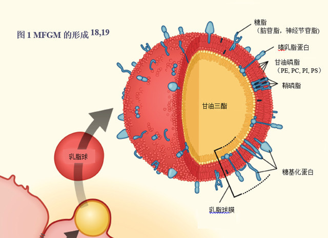 配方奶粉中的“黄金”—MFGM乳脂球膜.jpg/