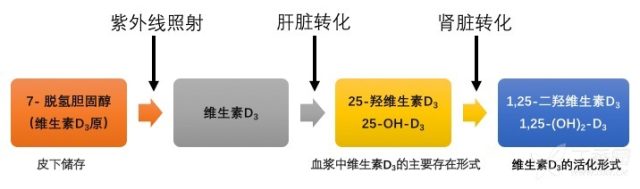 维生素D在体内的转化过程.jpg/