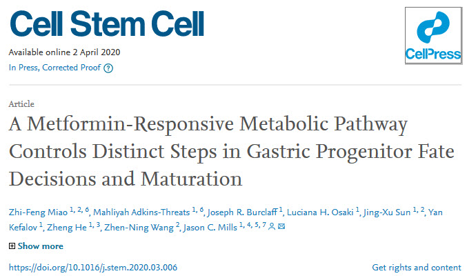 《细胞》子刊：二甲双胍促进胃干细胞转化为分泌胃酸的细胞来护胃.jpg
