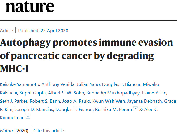 胰腺癌通过自噬降解MHC-I促进免疫逃避！.jpg