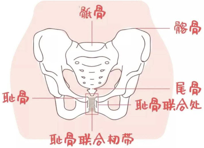 正常女性骨盆.jpg