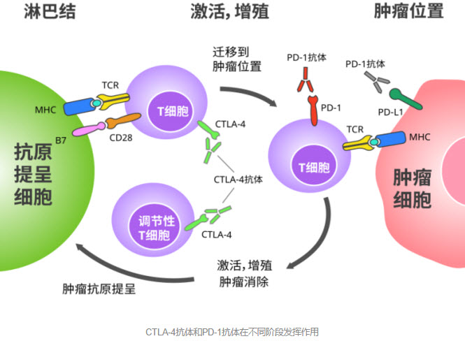 TLA-4抗体和PD-1抗体在不同阶段发挥作用.jpg