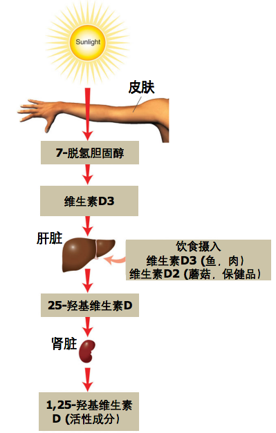 人体内VD的代谢.png