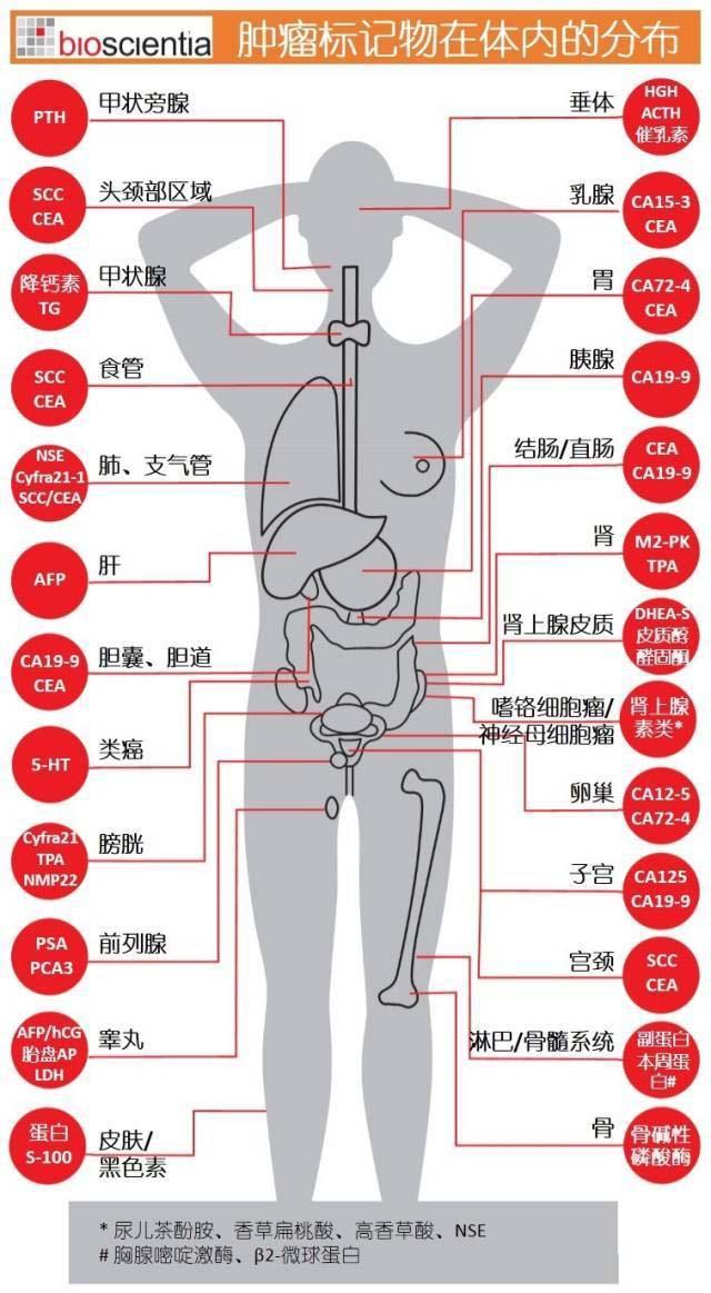 常见的肿瘤标志物.jpg