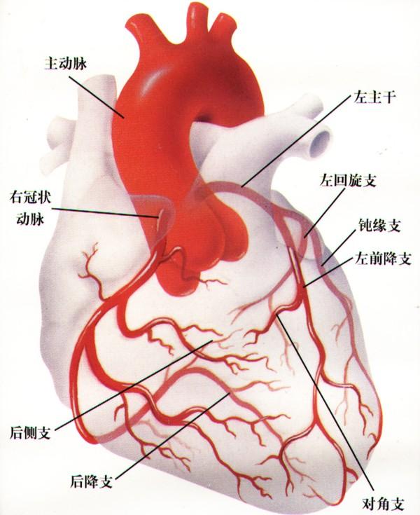 冠状动脉侧支循环.png