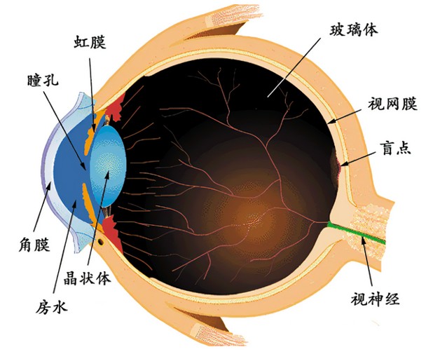 视网膜.jpg