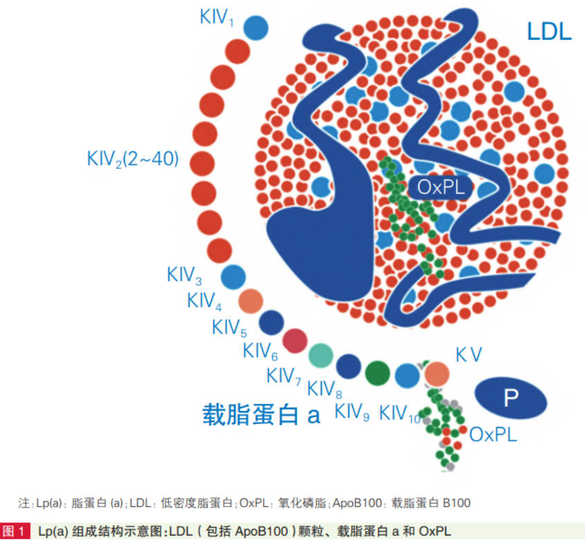 脂蛋白(a).jpg