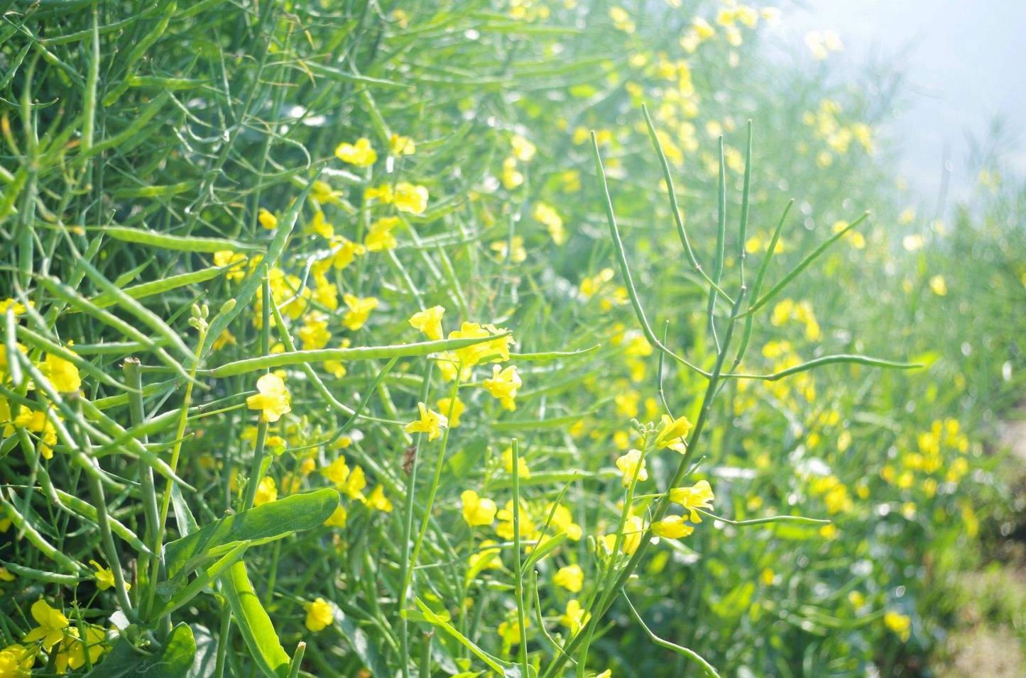油菜籽.jpg
