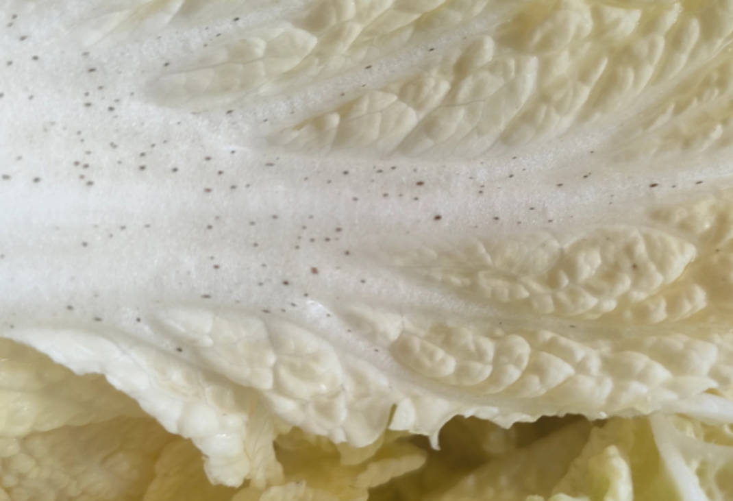 白菜黑点.jpg