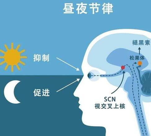 褪黑素.jpeg