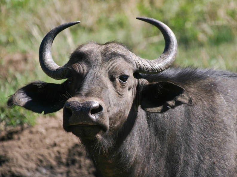 水牛.jpg 水牛.jpg